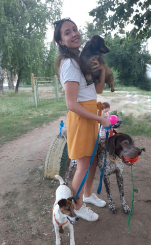 Walking the dogs